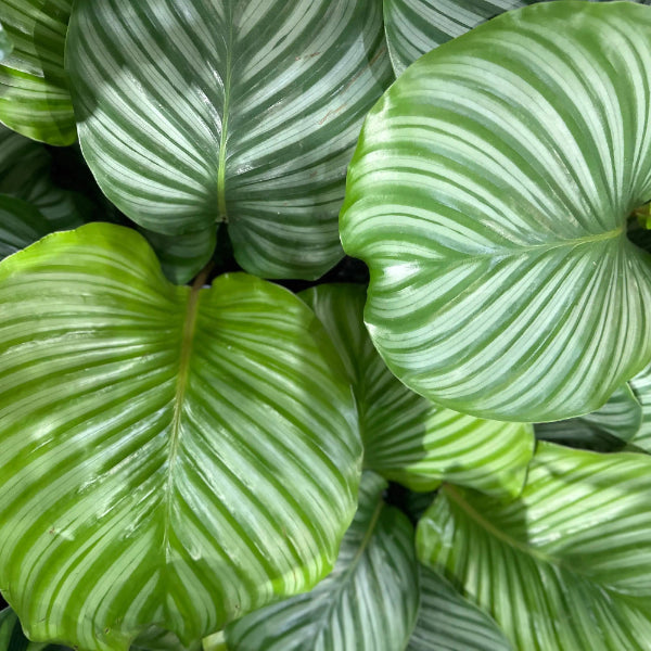 Calathea Orbifolia 'P19