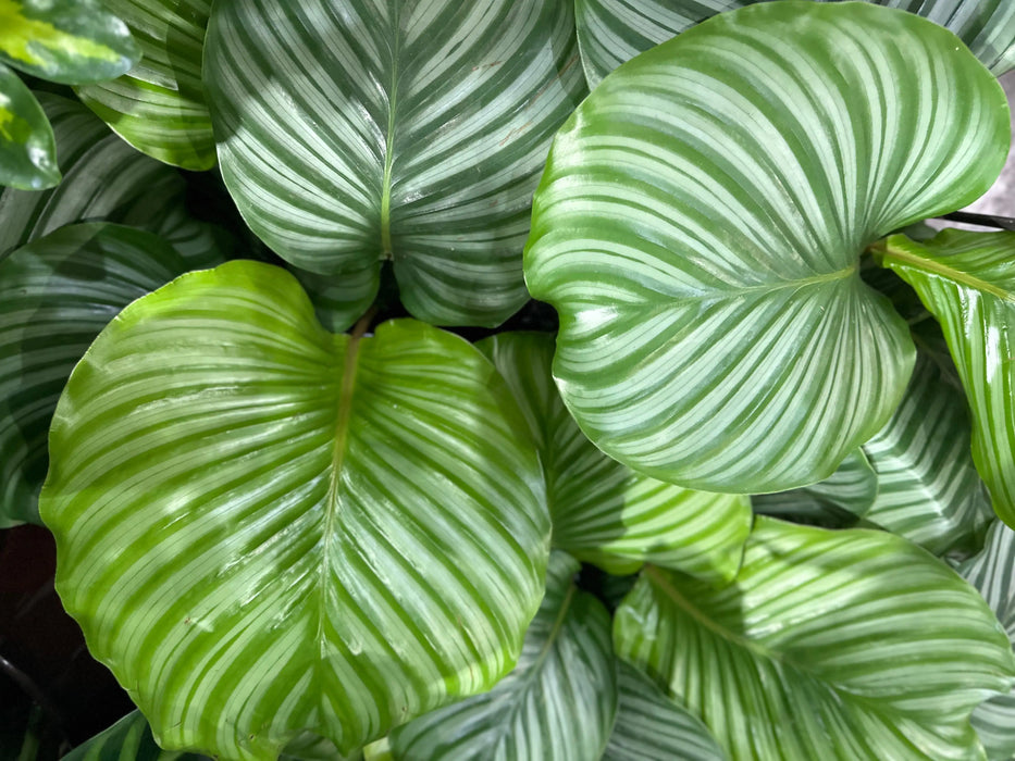 Calathea Orbifolia