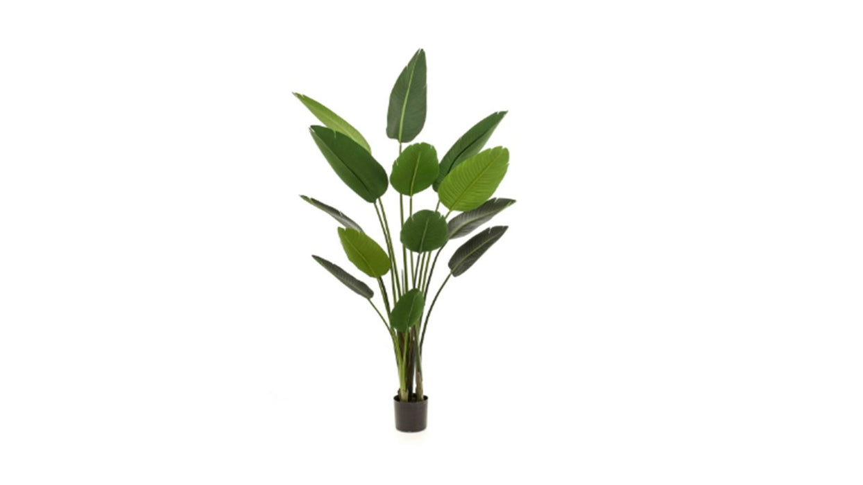 Art. Strelitzia 190cm/13lvs