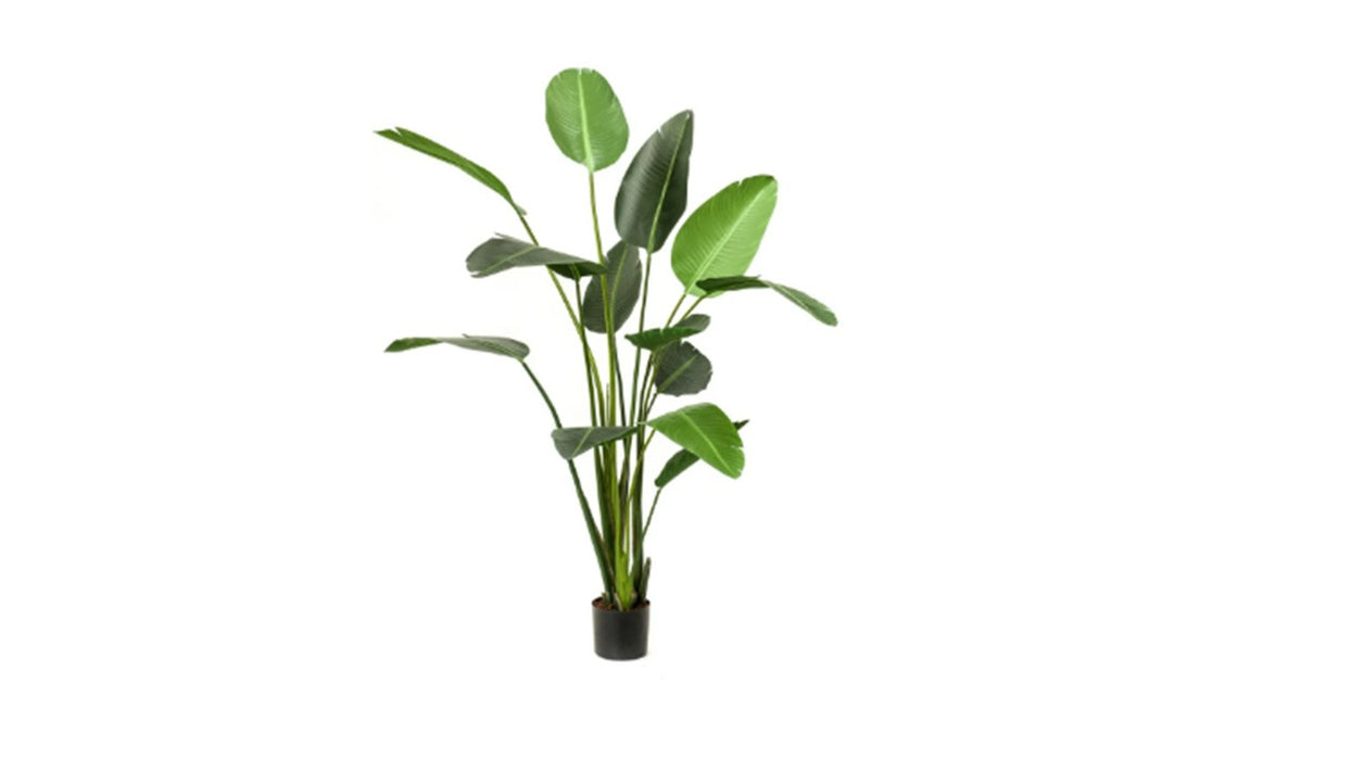 Art. Strelitzia 230cm/13lvs