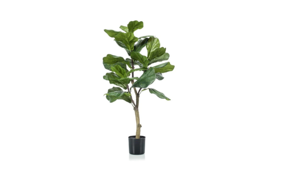 Art. Ficus Lyrata 90cm/24lvs