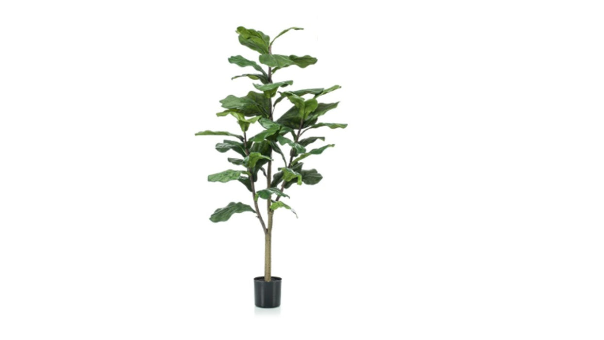 Art. Ficus Lyrata 120cm/39lvs