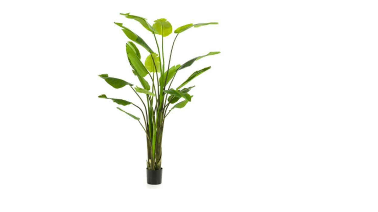 Art. Strelitzia nicolai 180cm/13lvs