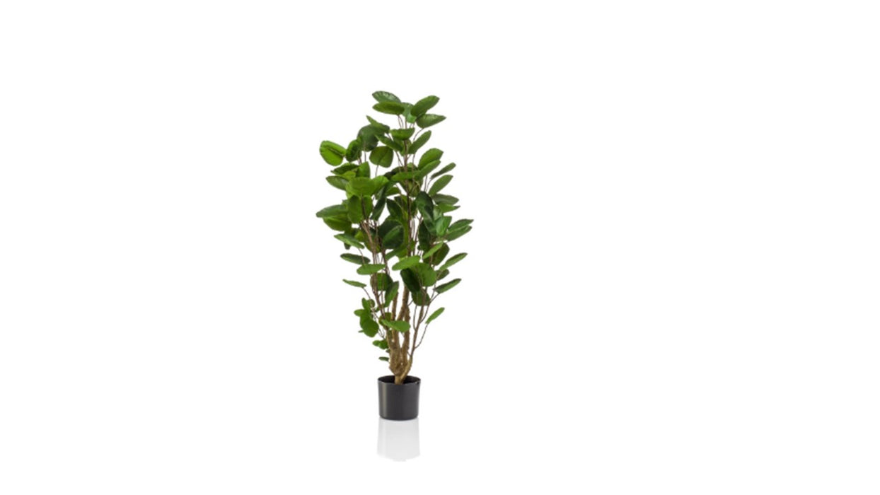 Art. Polyscias tree 105cm