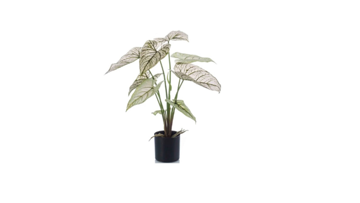 Art. Caladium 60cm