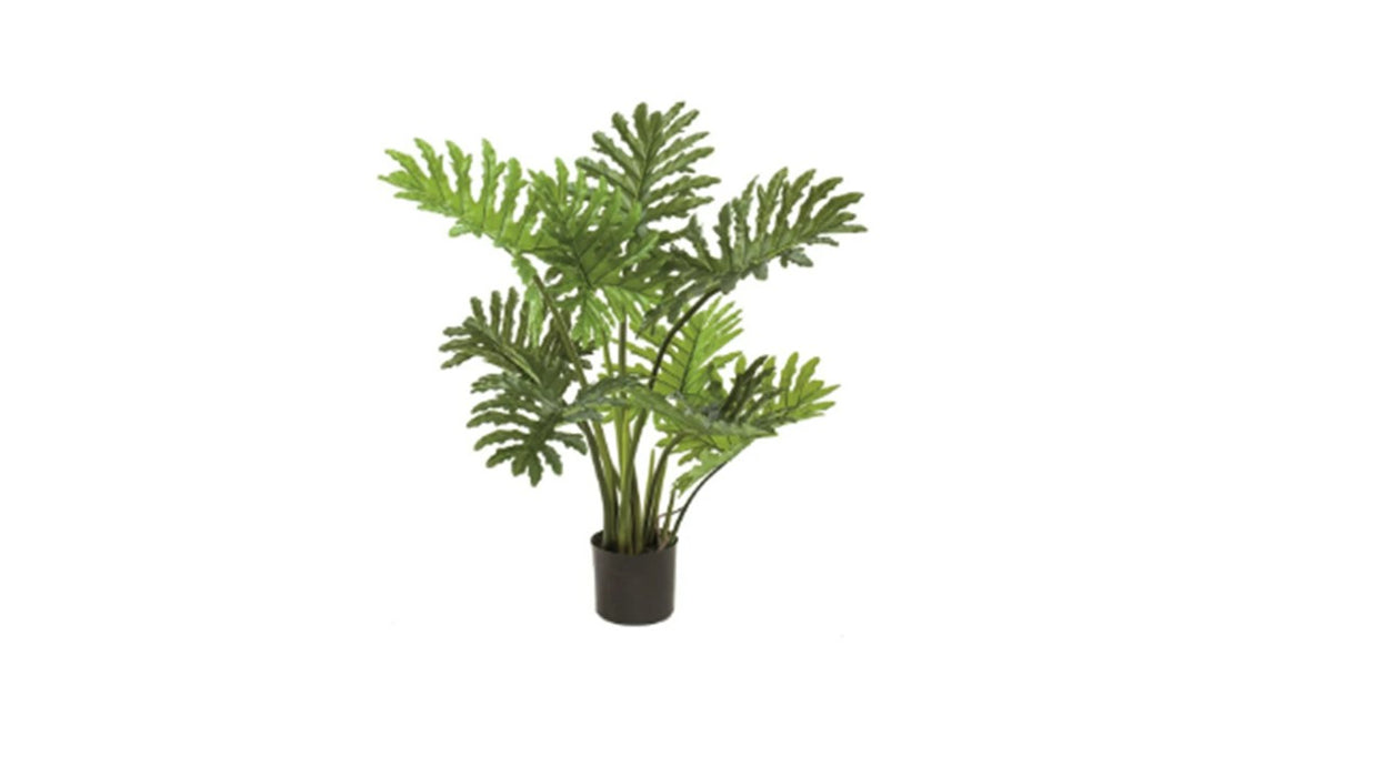Art. Philodendron selloum 80cm/9lvs