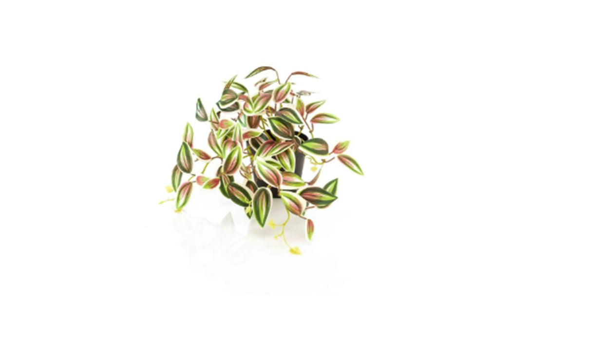 Art. Tradescantia green/red in pot 19cm