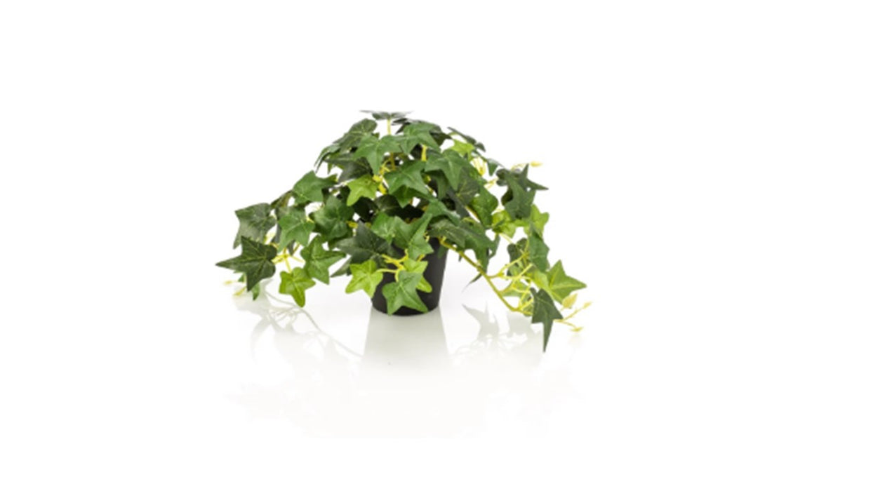 Art. Hedera green in pot 19cm