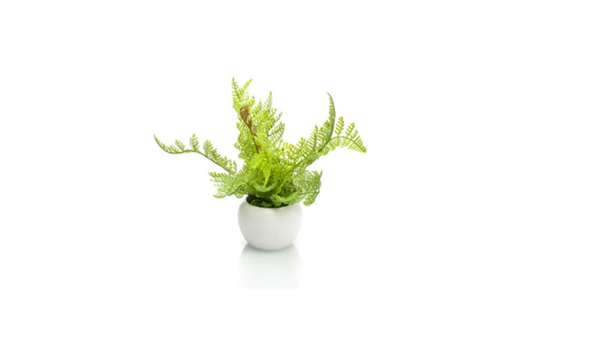 Art. Fern forest in white pot 19cm