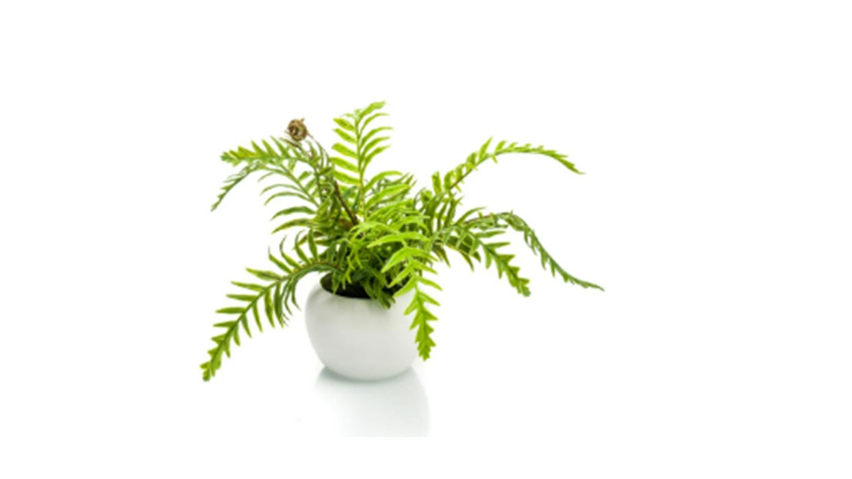Art. Fern nephrolepis in white pot 16cm