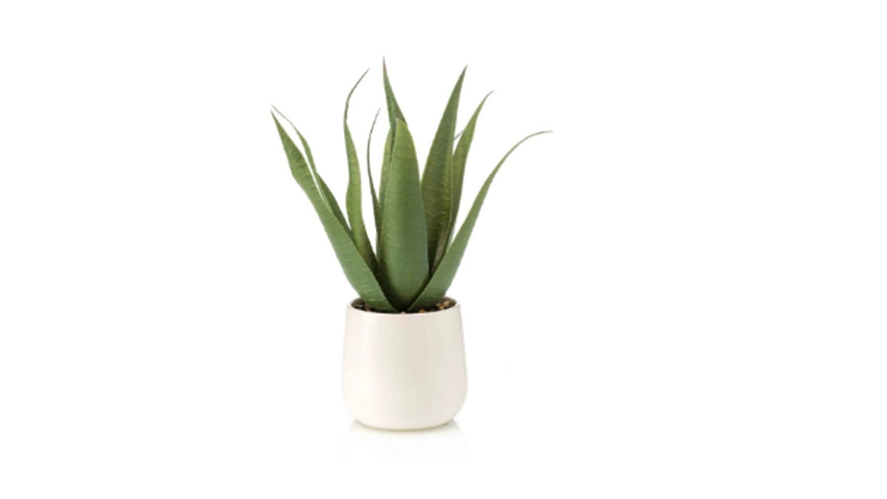 Art. Aloe vera 13lvs in white pot 29cm