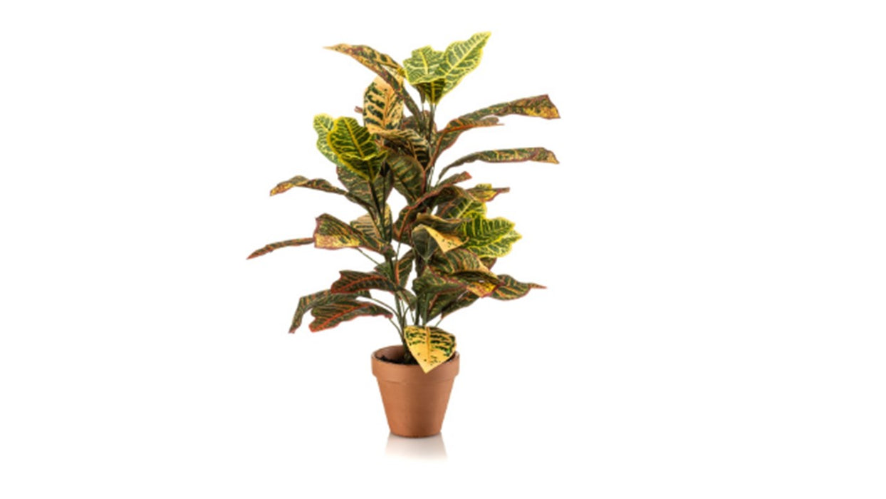 Art. Croton bush 60cm in TC pot