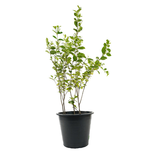 Wrightia Antidysenterica