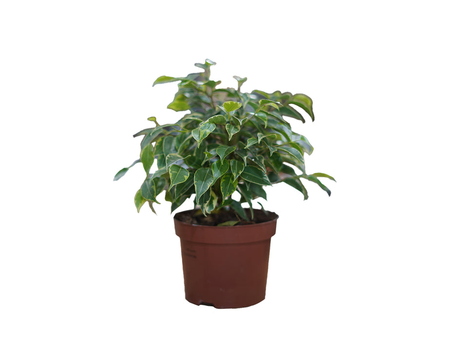 Ficus Benjamina Kinky