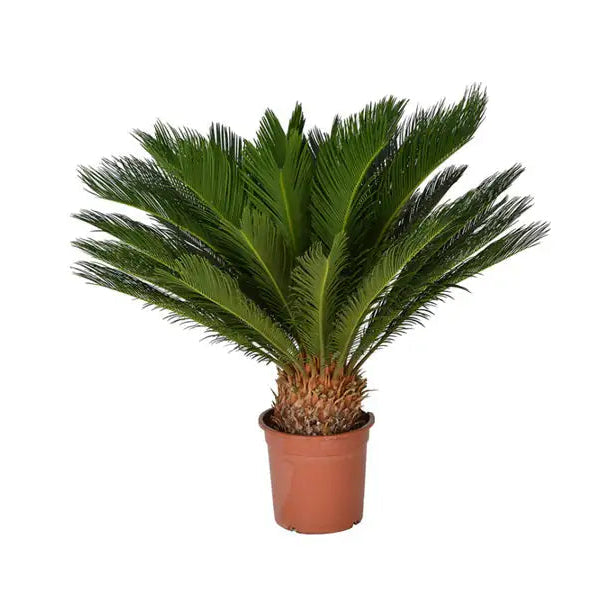 Cycas Revoluta 'P70