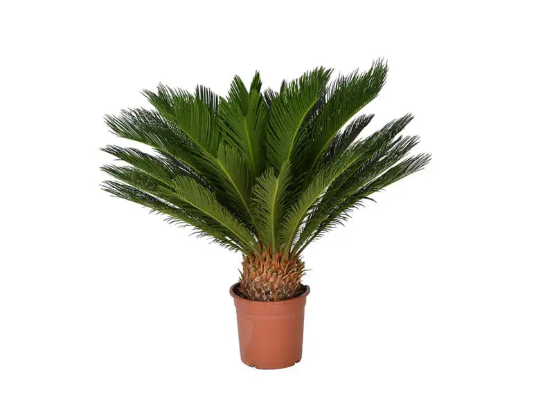 Cycas Revoluta 'P70