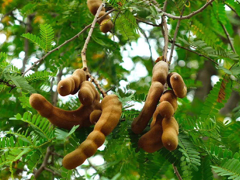 Tamarindus indica 'P30