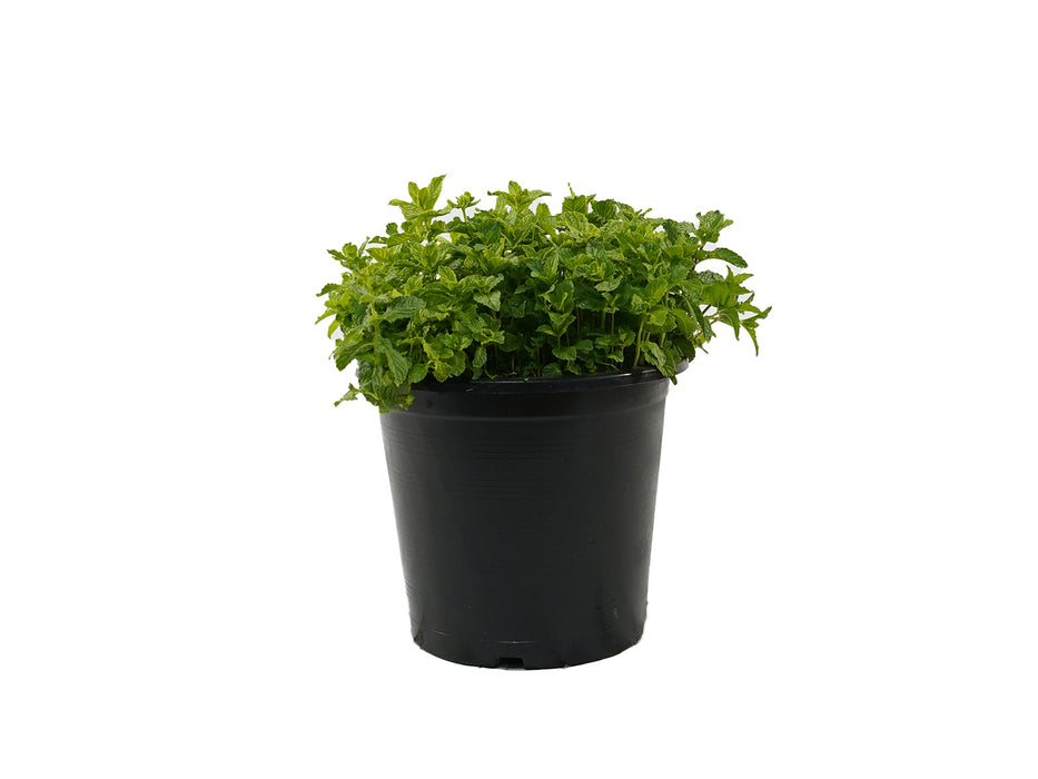 Mint
