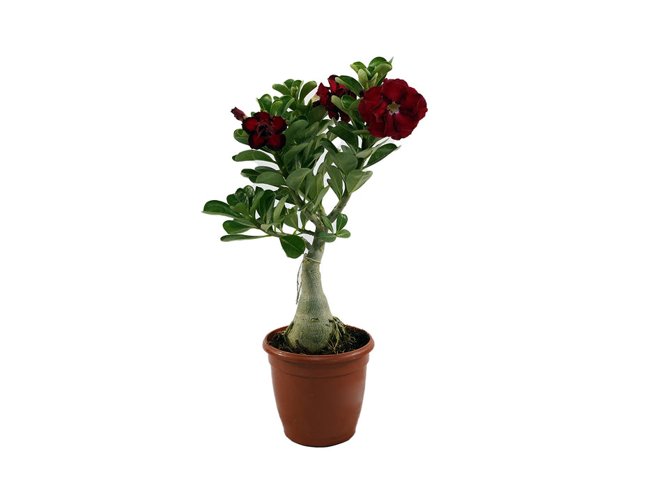 Adenium Obesum H50