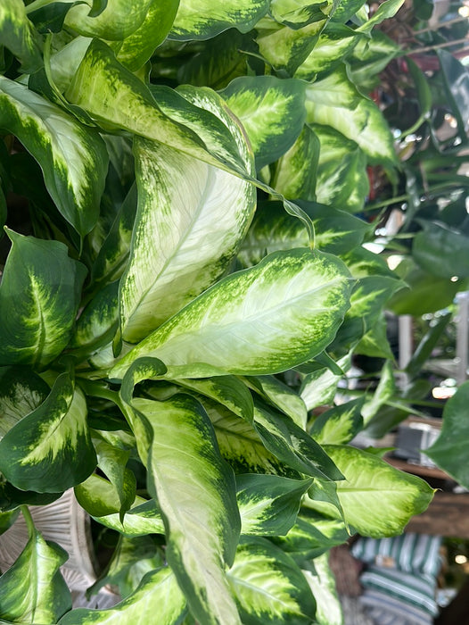 Dieffenbachia Compacta