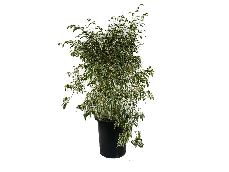 Ficus Starlight