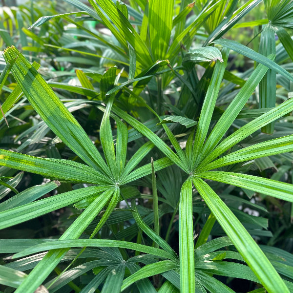 Rhapis Excelsa