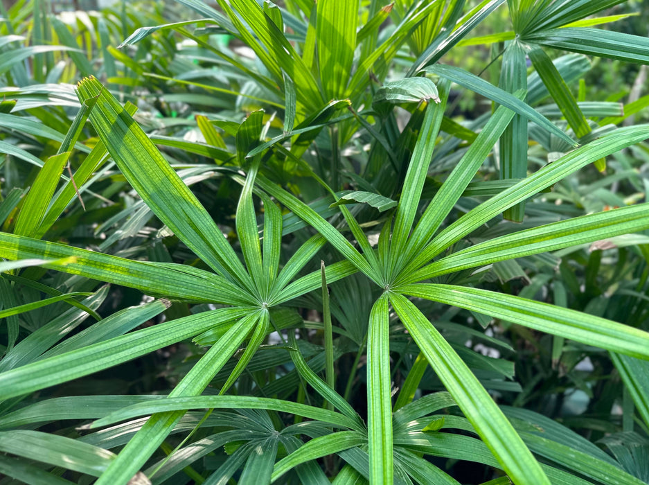 Rhapis Excelsa
