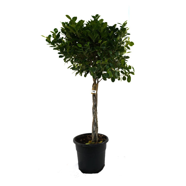 Ficus Panda 1 Head