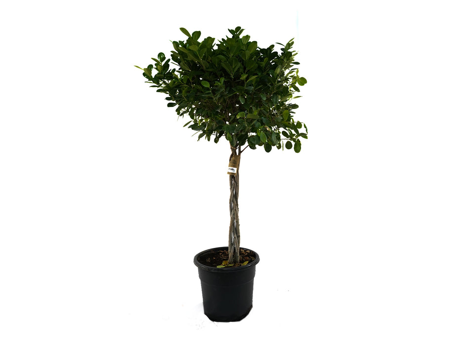 Ficus Panda 1 Head