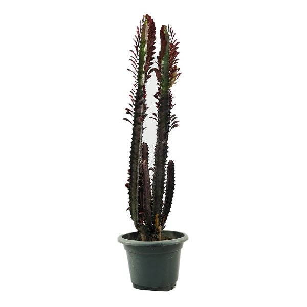 Euphorbia Trigona