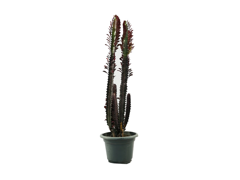 Euphorbia Trigona