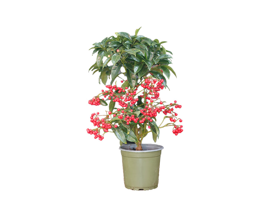 Ardisia Crenata mix