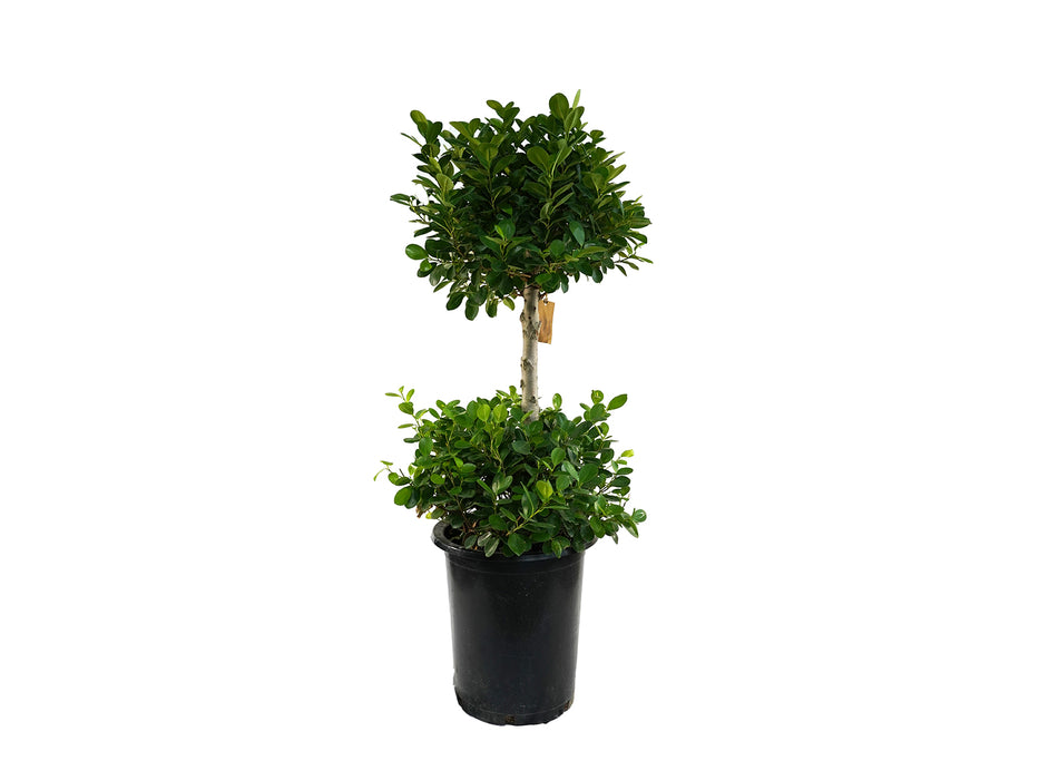 Ficus Panda 2 Head