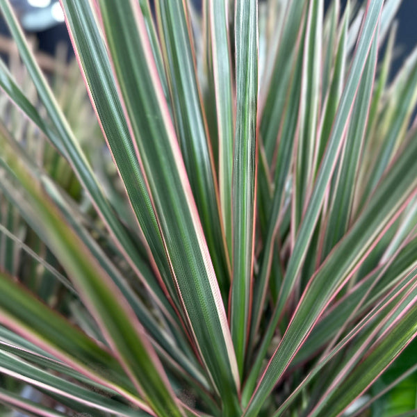 Dracaena Marginata 'Magenta' 6pp