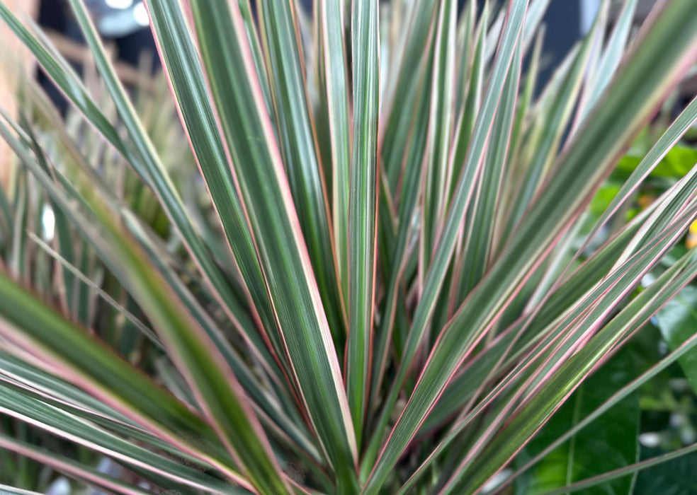 Dracaena Marginata 'Magenta' 6pp