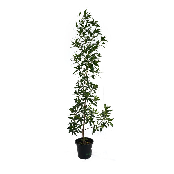Damas Conocarpus