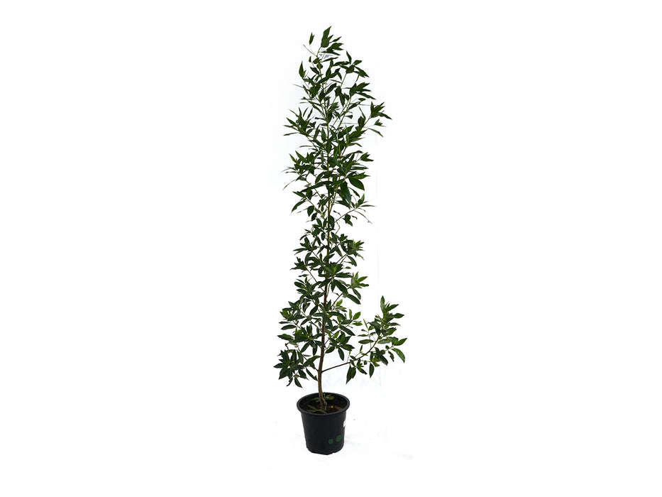 Damas Conocarpus