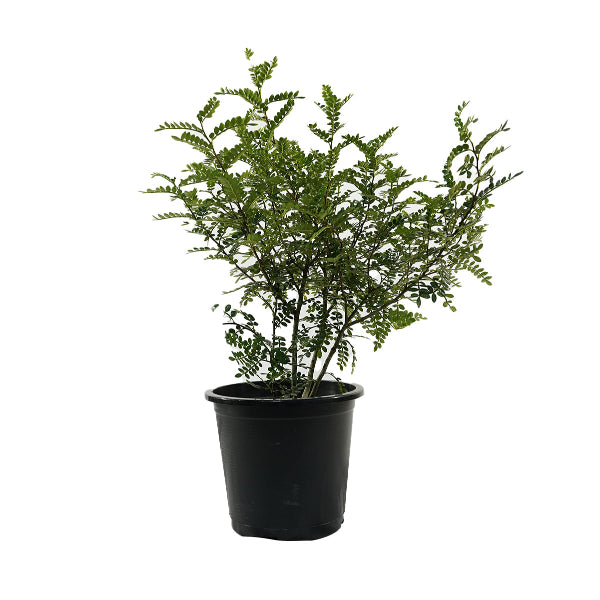 Zanthoxylum 'P8L