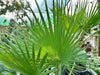 Washingtonia Robusta