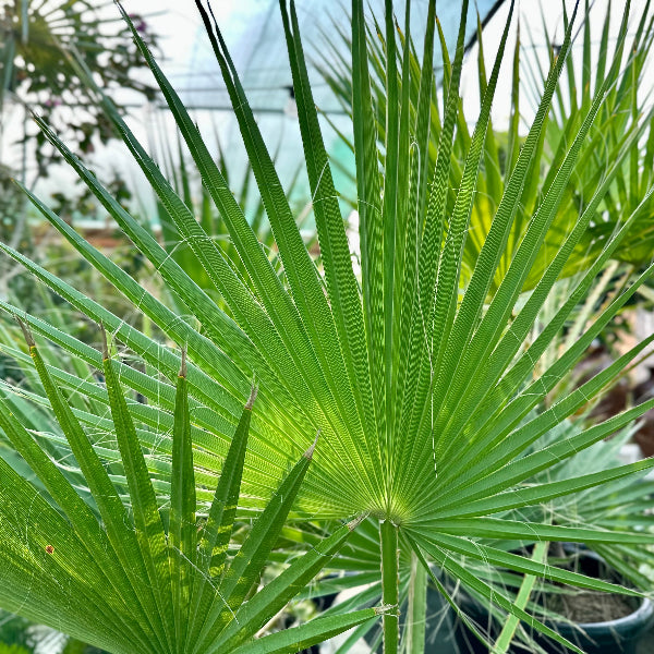 Washingtonia Robusta
