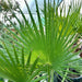 Washingtonia Robusta