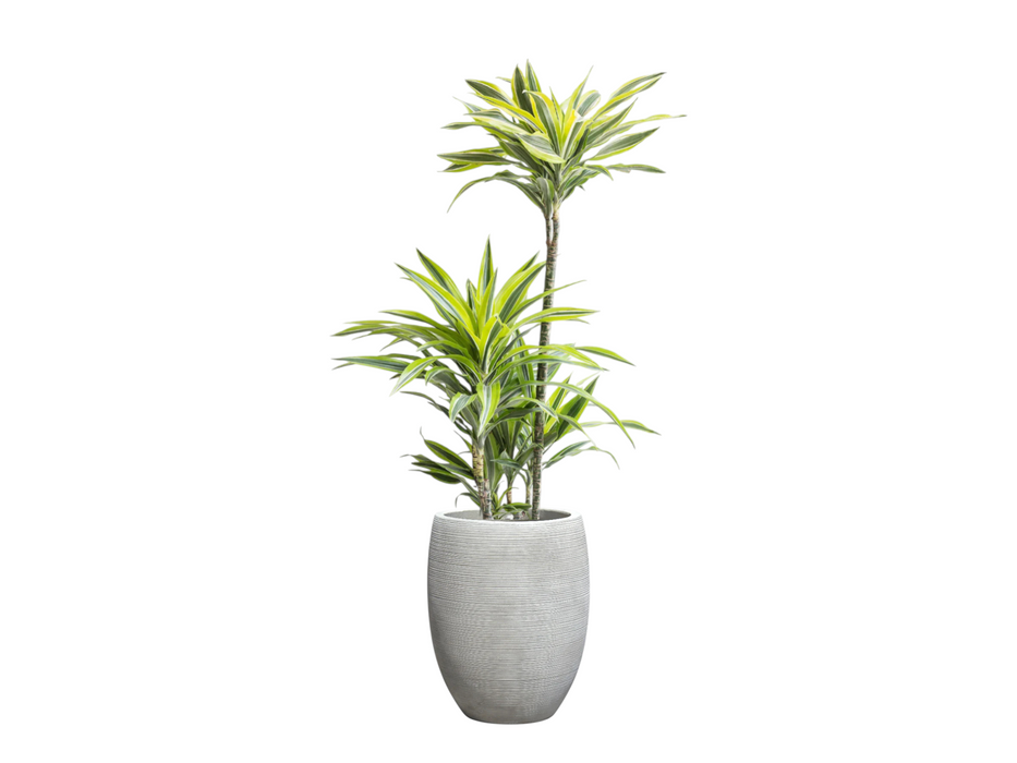 Dracaena Lemon lime 4PP
