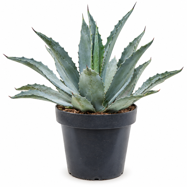 Agave variegated H40cm صبار متنوع الألوان، ارتفاع 40 سم
