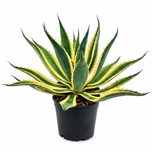 Agave americana H30