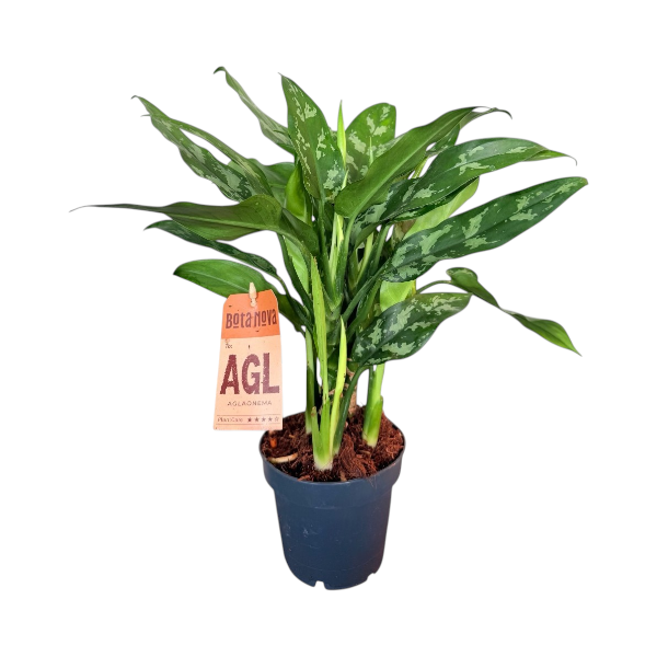 Aglaonema Mix