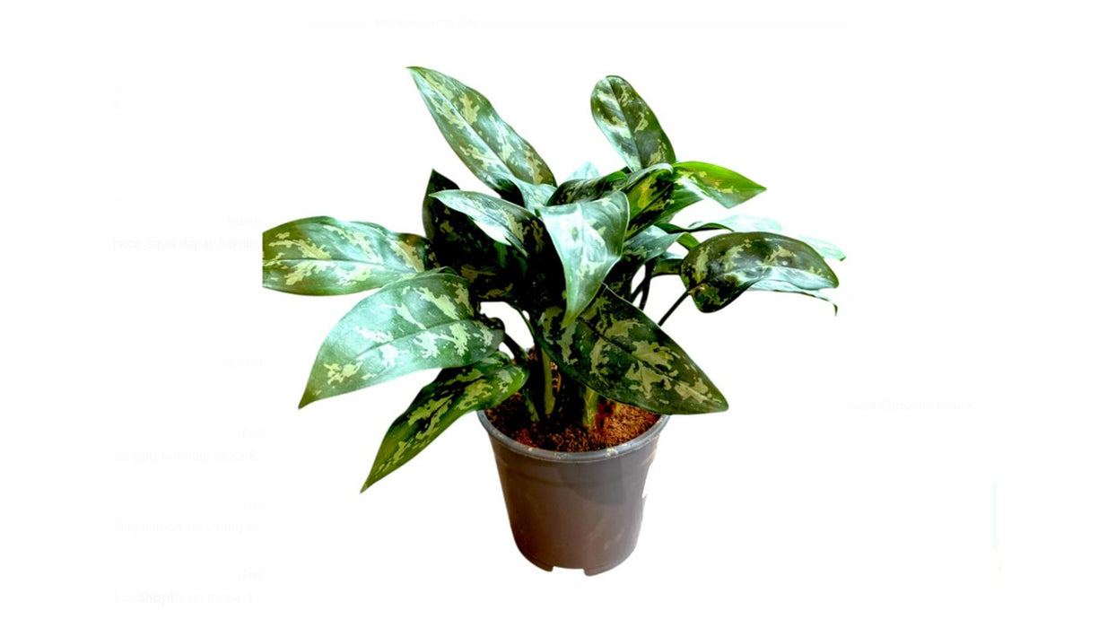 Aglaonema Mix