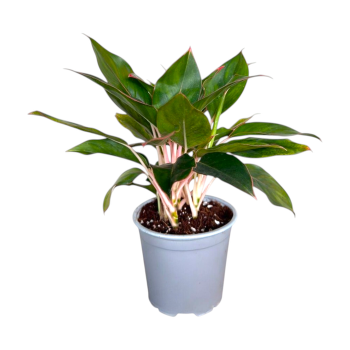Aglaonema Mix 'P6