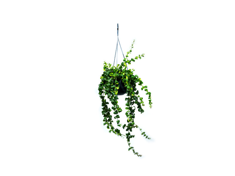 Aeschynanthus mix