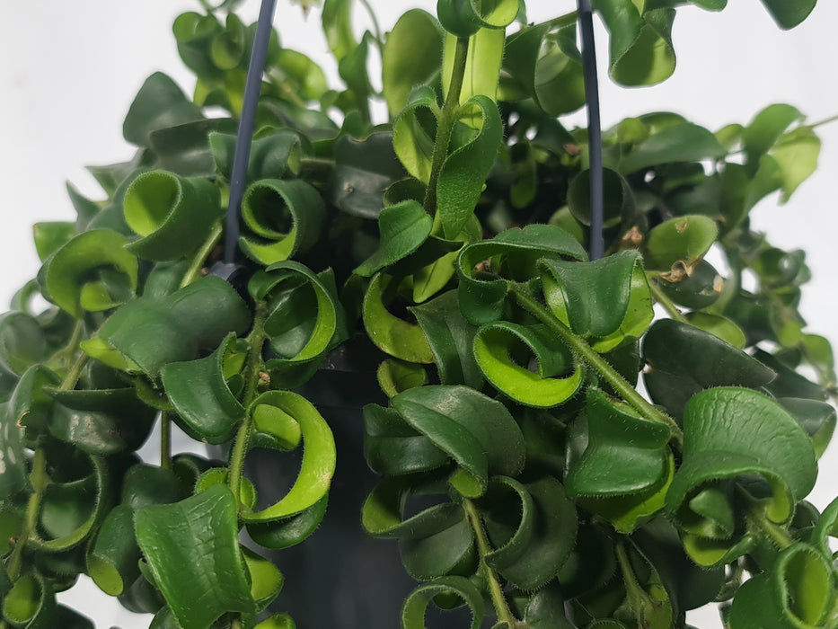 Aeschynanthus mix