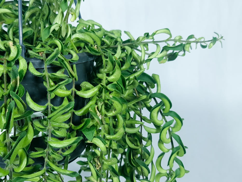 Aeschynanthus mix